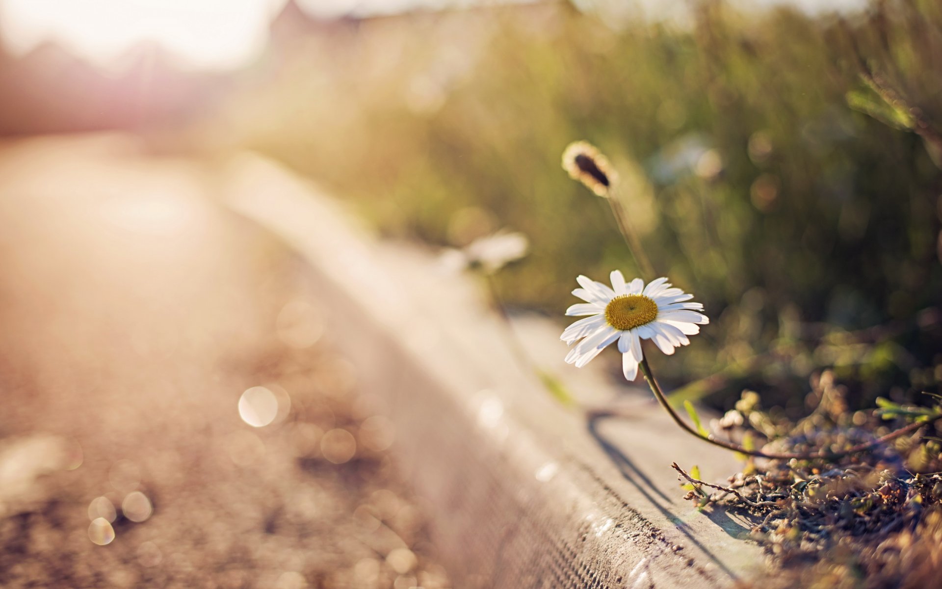 fleur camomille éblouissement bokeh