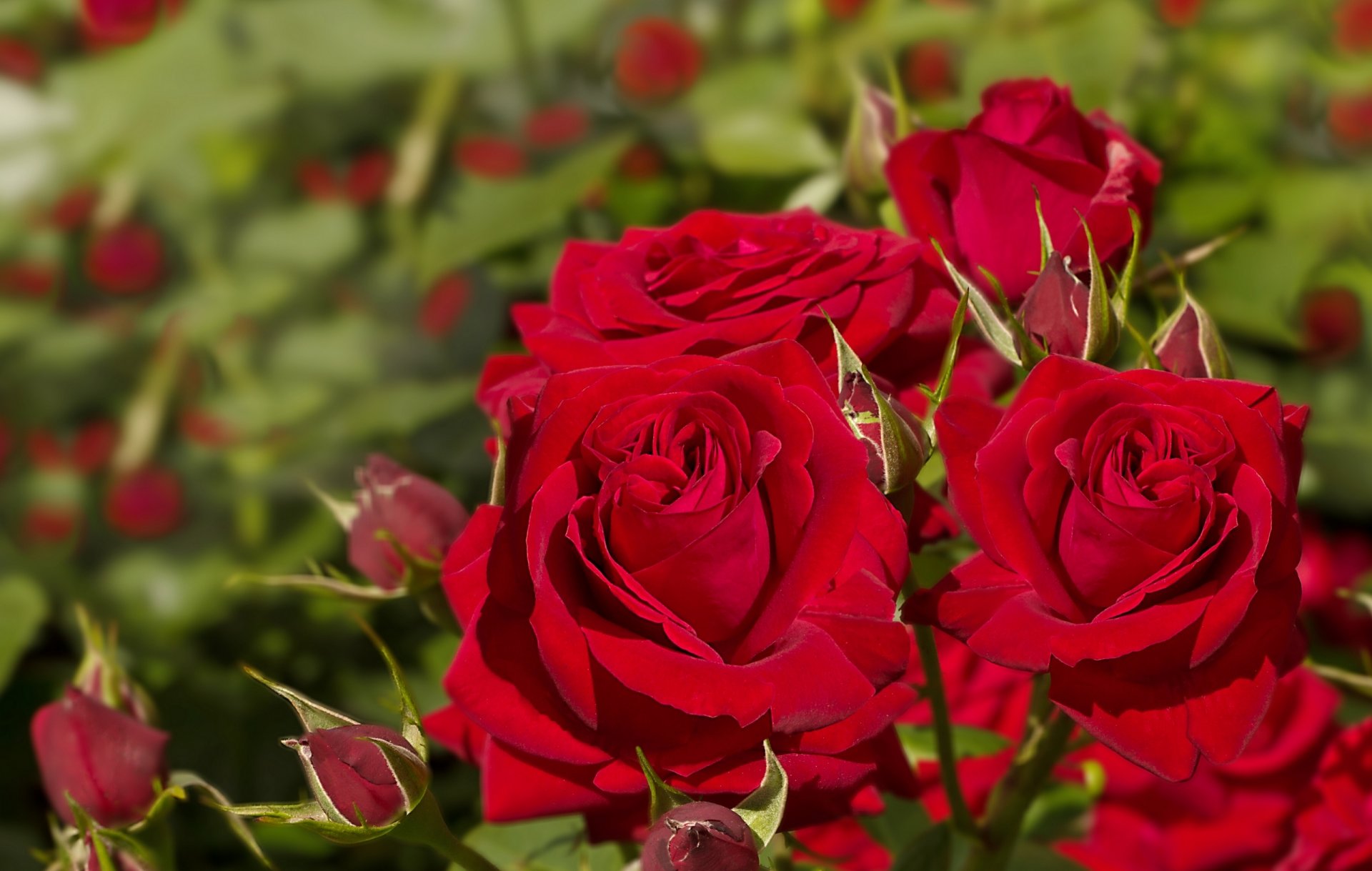 roses bourgeons gros plan
