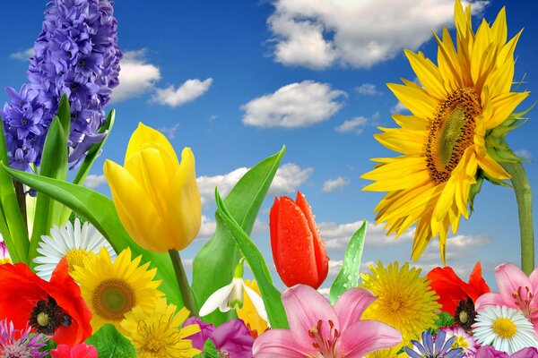 Colorful and bright flowers on a spring morning