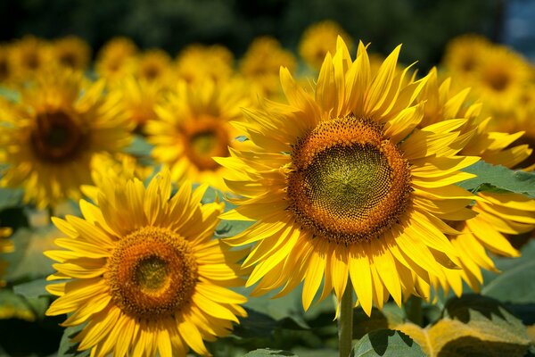 Sonnenblumenblumen an einem Sommertag