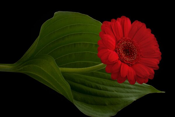 Gerber leaf on a black background