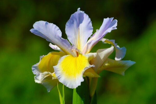 Belle Iris coloré avec des pétales jaune lilas