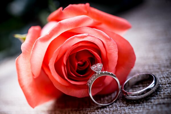 Rosa rossa e fedi nuziali