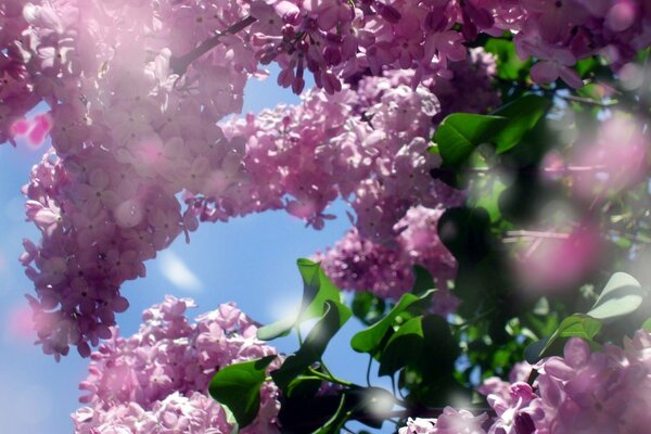 Spring freshness from lilac fragrance