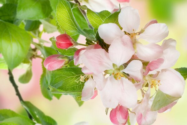 White, pink buds of an apple tree