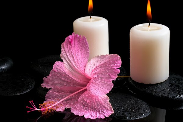 Fiore di ibisco e candele sulle pietre termali