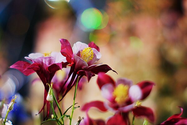 The flowers are burgundy-pink on a cloudy background