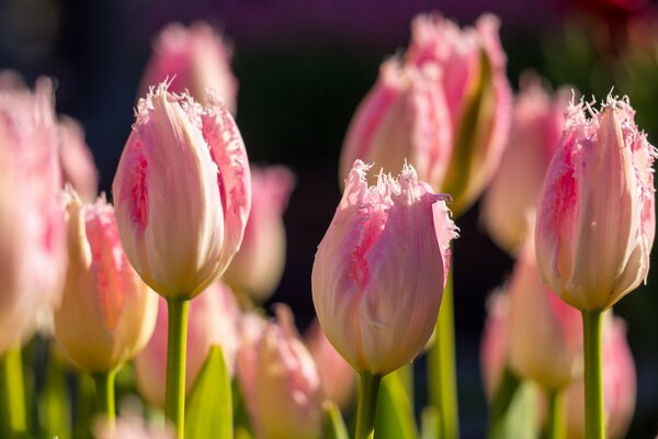 Lots of pink terry tulips