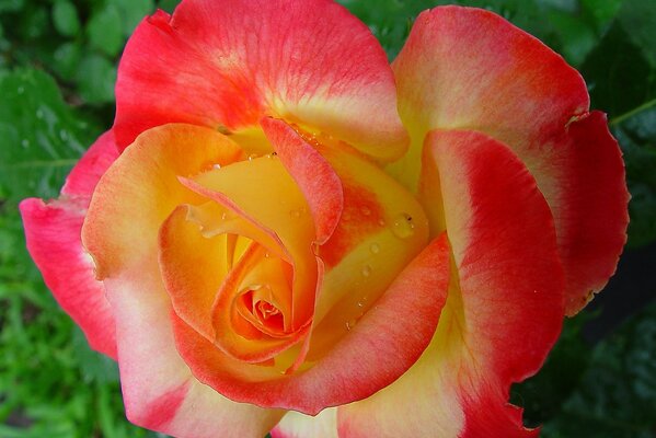 Water drops in a rosebud