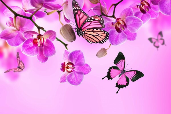 Geheimnisvolle Orchideen, schöne Schmetterlinge
