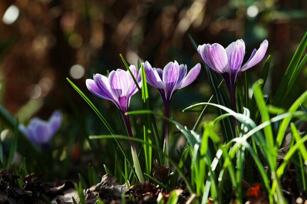 Spring awakening of crocus flowers