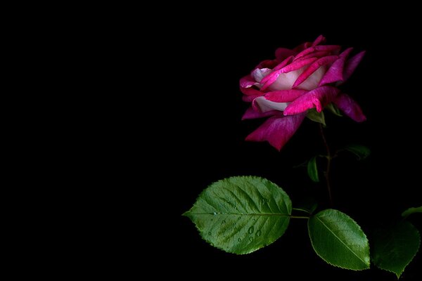 Delicados pétalos de rosa de té