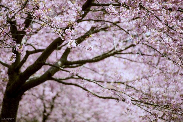 Pink cherry blossoms in spring