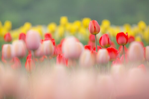 Tulipani rossi e gialli in natura