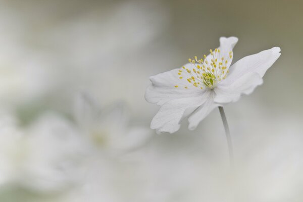 White anemone flower on a blurry background
