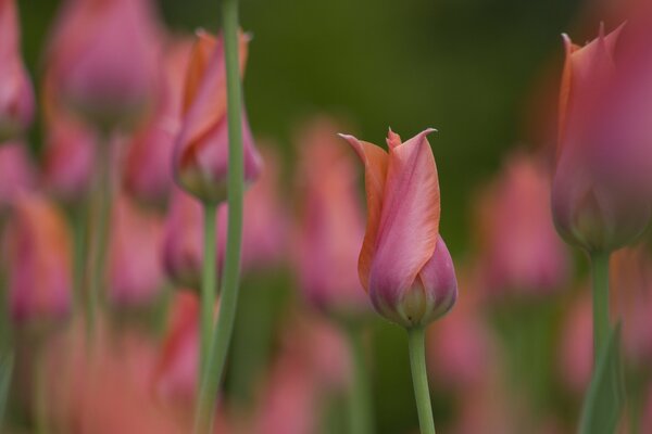 Tulip buds bloom in the field