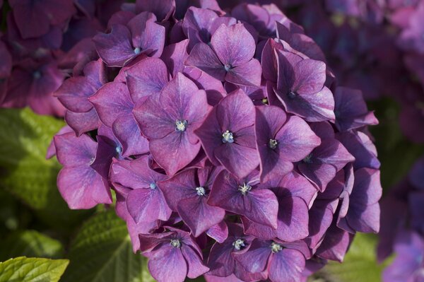 Inflorescencia Hortensia arbusto macro