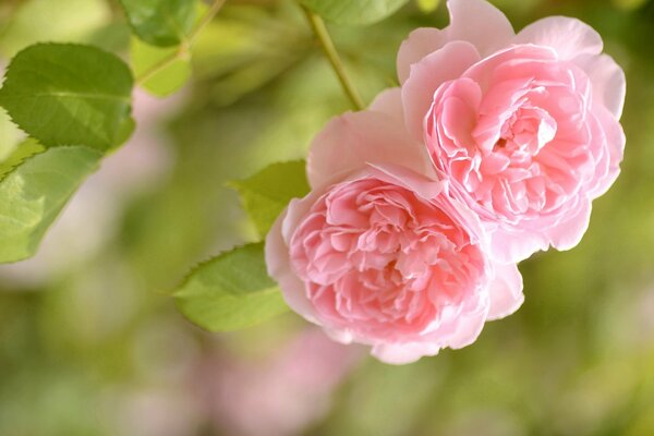 Roses depicted in macro photography on a blurry background