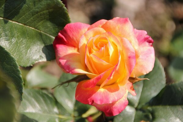 A bud of a domestic rose on a background of foliage