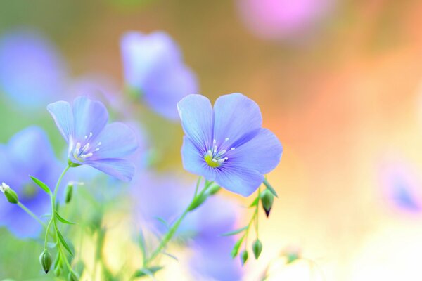 Pétales bleus de fleurs sauvages