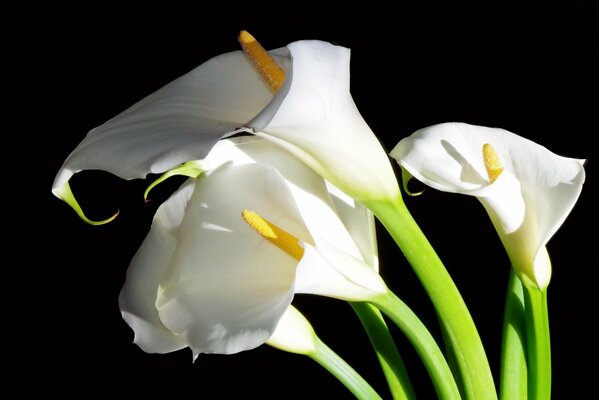 Flores blancas de calla sobre fondo negro