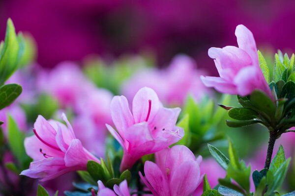 Fiori di azalea rosa sbocciati