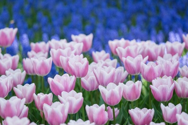 Feld von bunten, hellen Tulpen