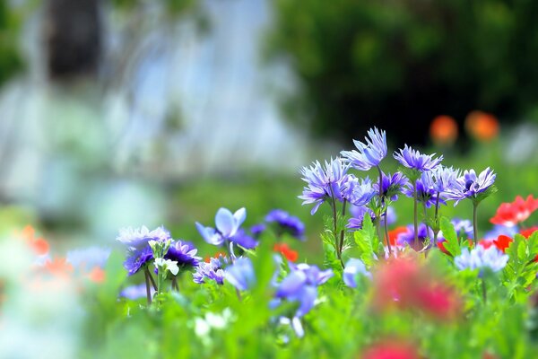 Flores silvestres en el campo