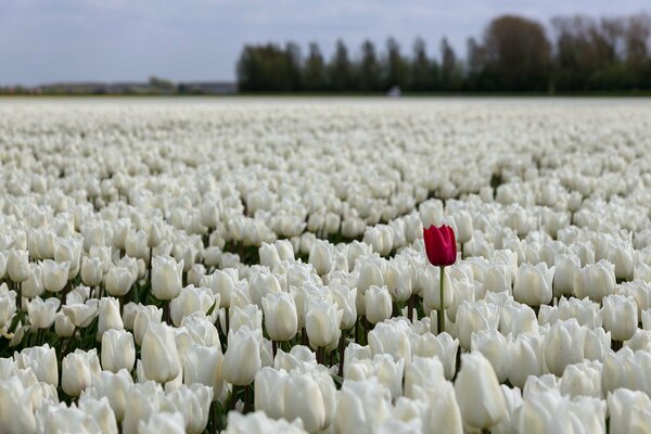 Un tulipano rosso in un campo di tulipani bianchi