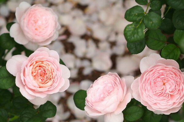 Blasse Rose in grünen Blättern