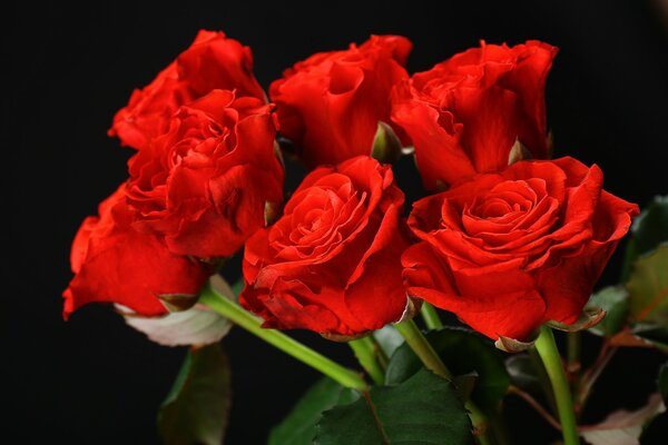 Rote Rosen sind ein Symbol der Leidenschaft