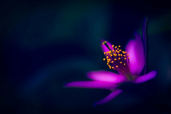 Purple flower on a black background