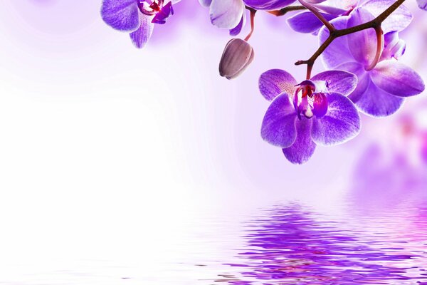 L orchidea viola luminosa si riflette nell acqua