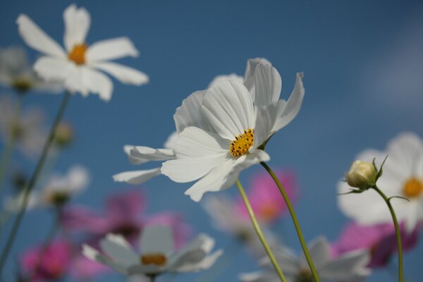 Blumen des Kosmeus auf einem blauen Himmelshintergrund