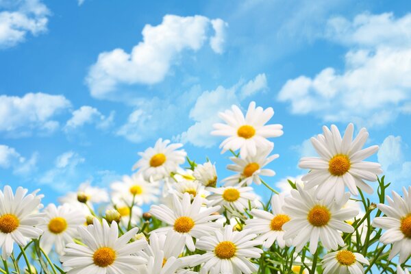 Marguerites sur fond de ciel avec des nuages