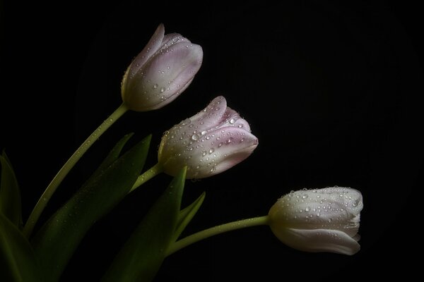 Tulipani rosa pallido nell oscurità notturna
