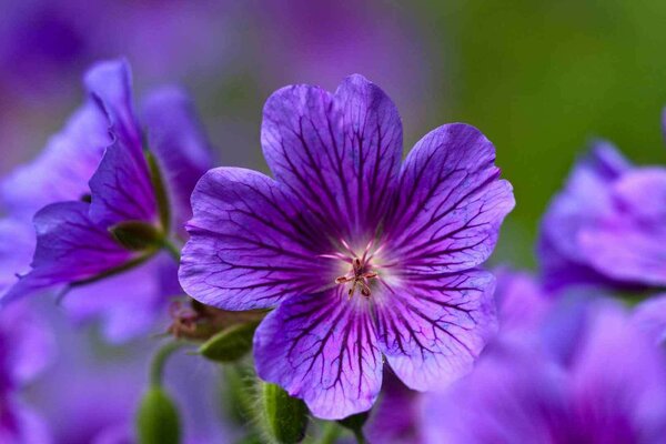 Forest geranium on the edge of the forest