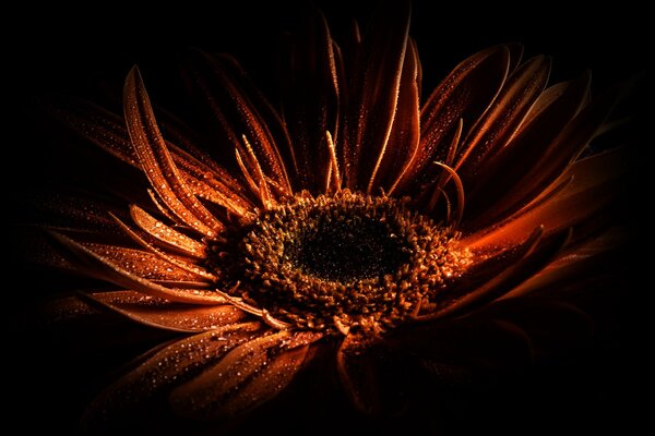 Photographie macro gerbera