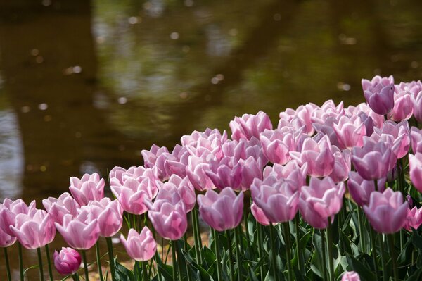 Tulips bloomed in the park by the pond