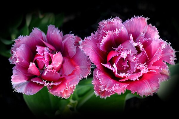 Par de capullos de rosa, macro