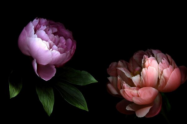 Peonie con grandi petali su sfondo scuro