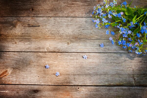 Myosotis sur la planche bleue