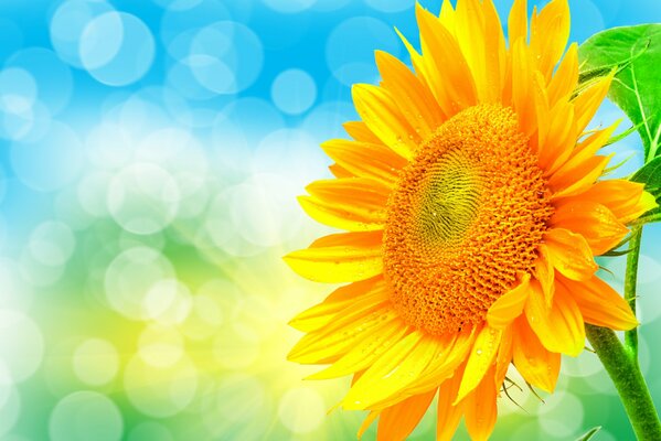 Un girasol brillante brilla en los rayos del sol
