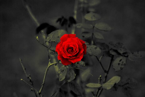 Bright beautiful scarlet Rose on a bush