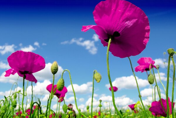 Wildflowers in a field with clouds