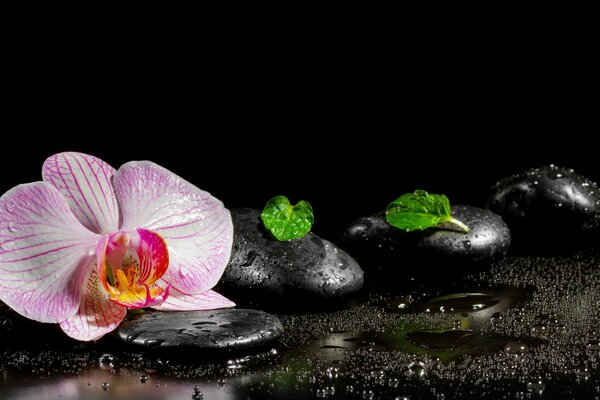 Kamienie spa z orchideą w wodzie