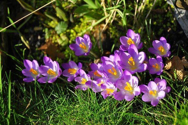 Blooming crocuses in spring on the grass