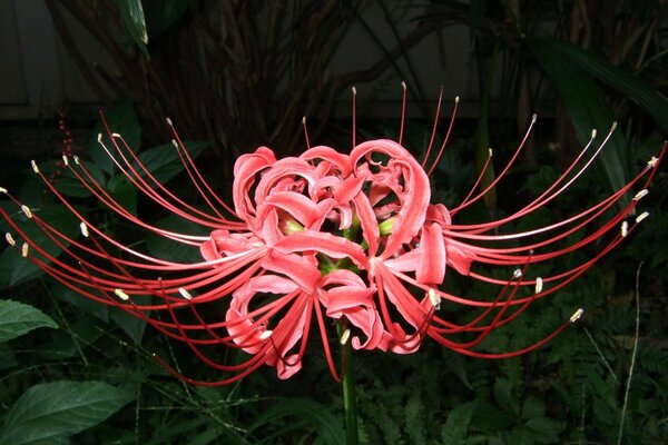 A floral miracle in red tones