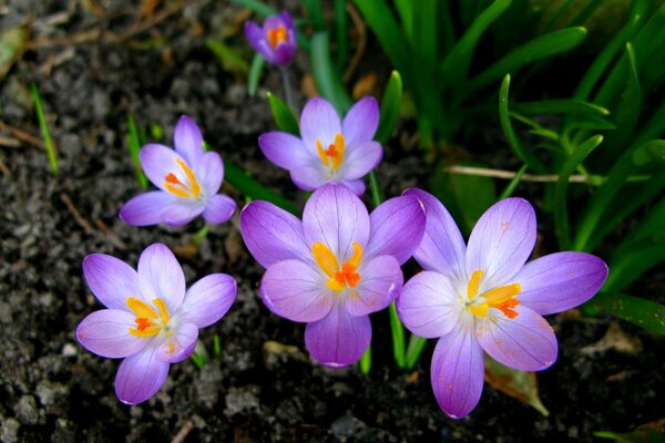 Blooming crocus in early spring