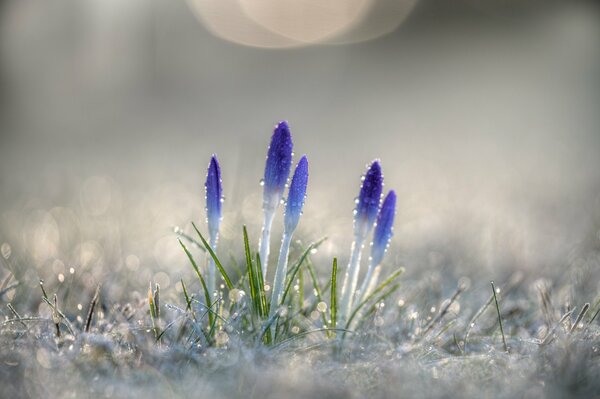 Dew drops on purple crocus